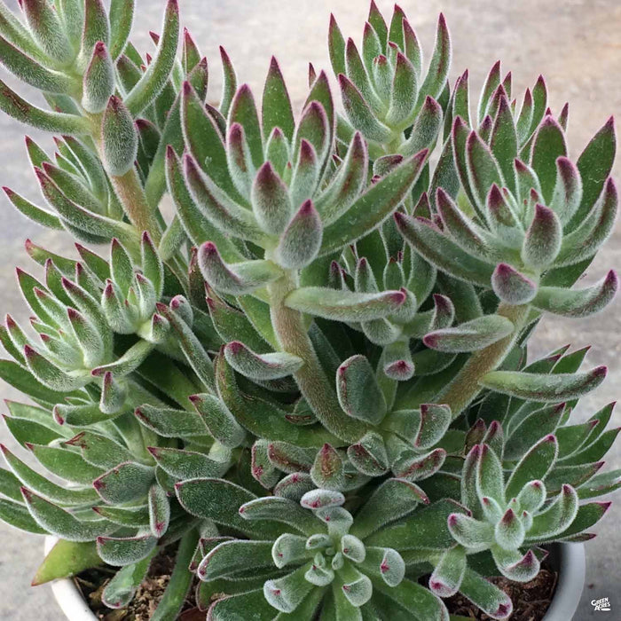 Echeveria 'Arrow'
