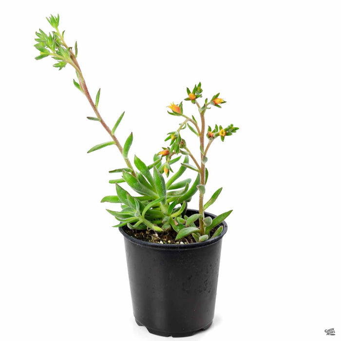 Echeveria 'Arrow' 4 inch