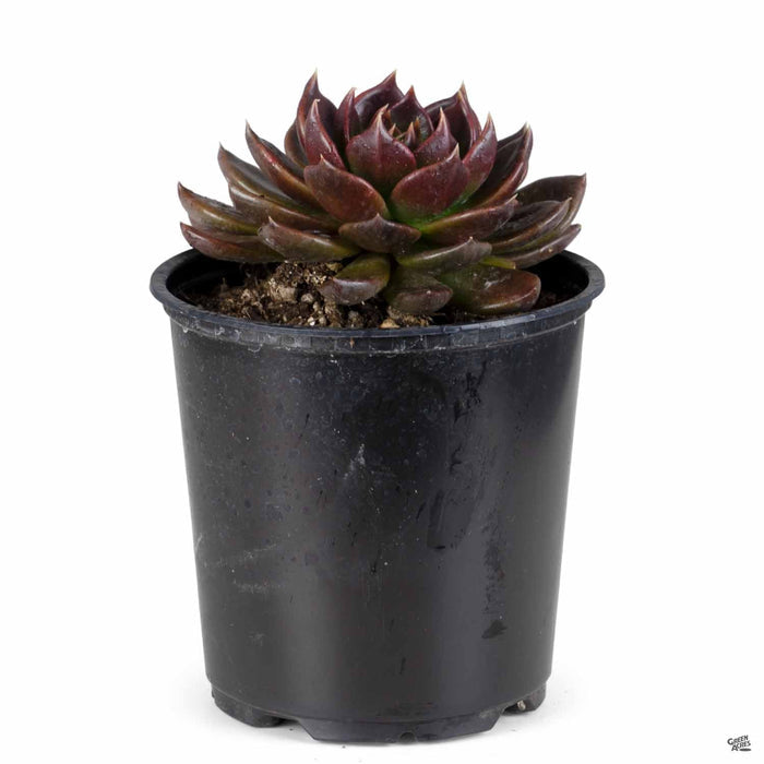 Echeveria 'Black Prince' 4 inch