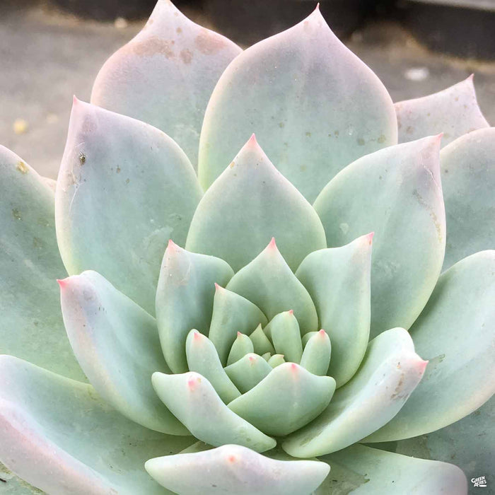 Echeveria 'Blue Bird'