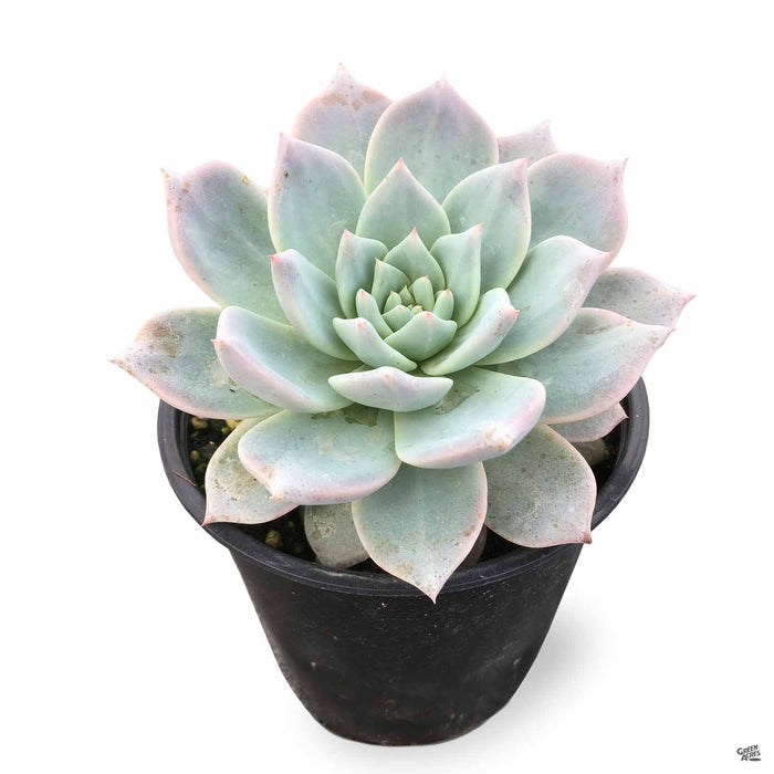 Echeveria 'Blue Bird' 4 inch
