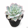Echeveria 'Blue Bird' 4 inch