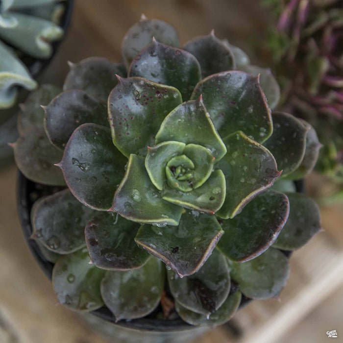 Echeveria 'Blue Prince'