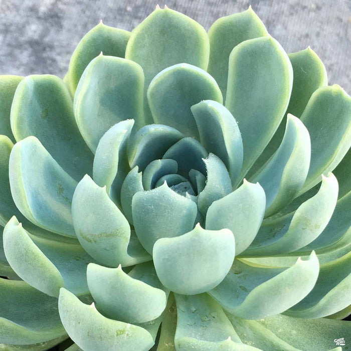 Echeveria 'Elegans'