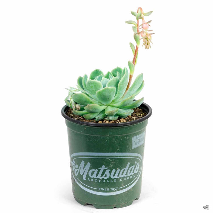 Echeveria 'Elegans' 4 inch