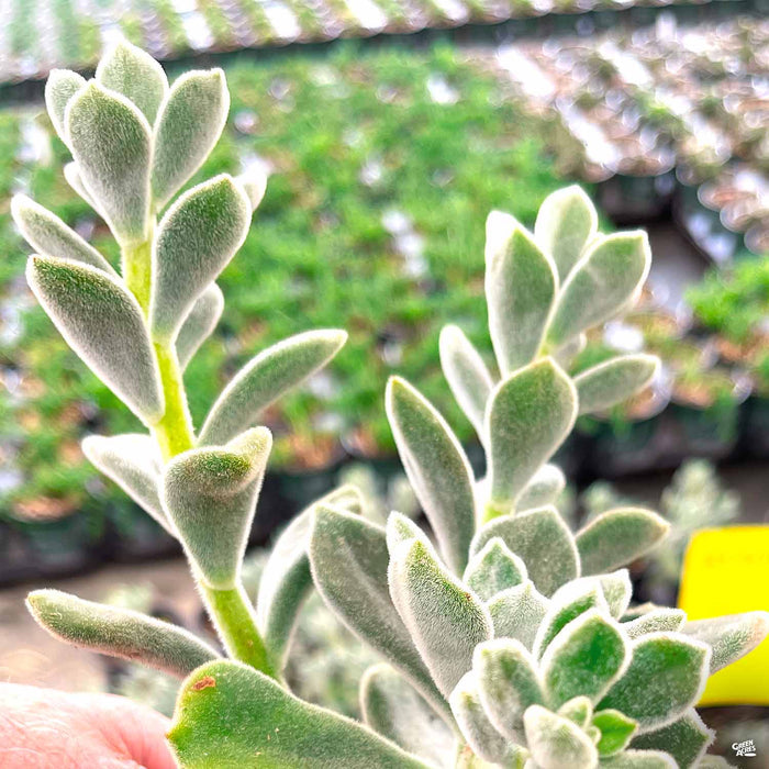 Echeveria 'Frosty'