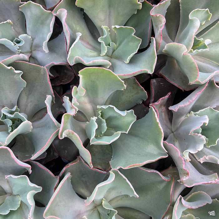 Echeveria Giant Blue