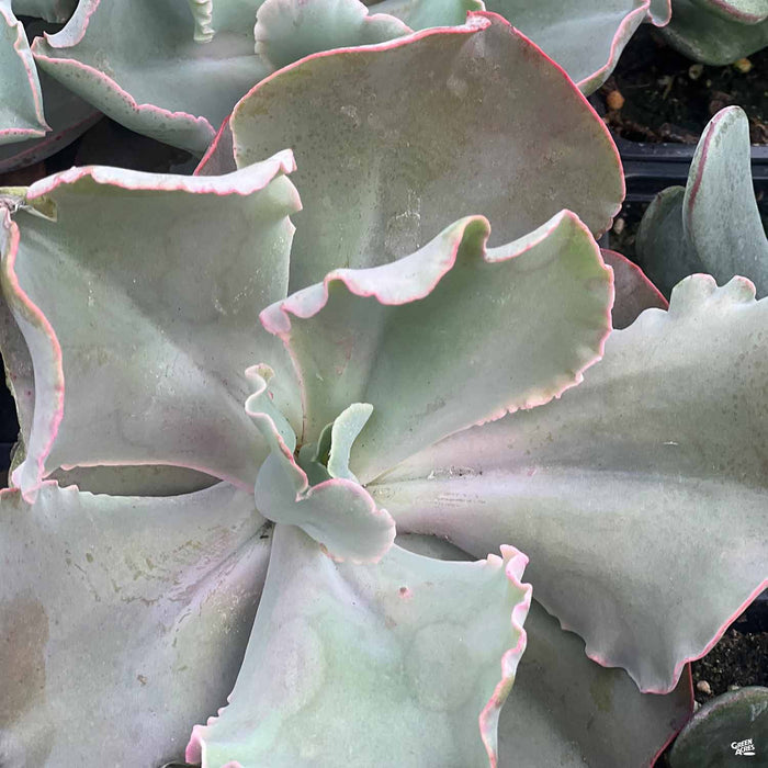 Echeveria Giant Blue