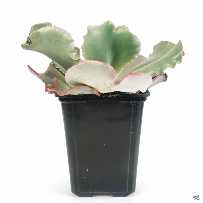 Echeveria Giant Blue 5 inch