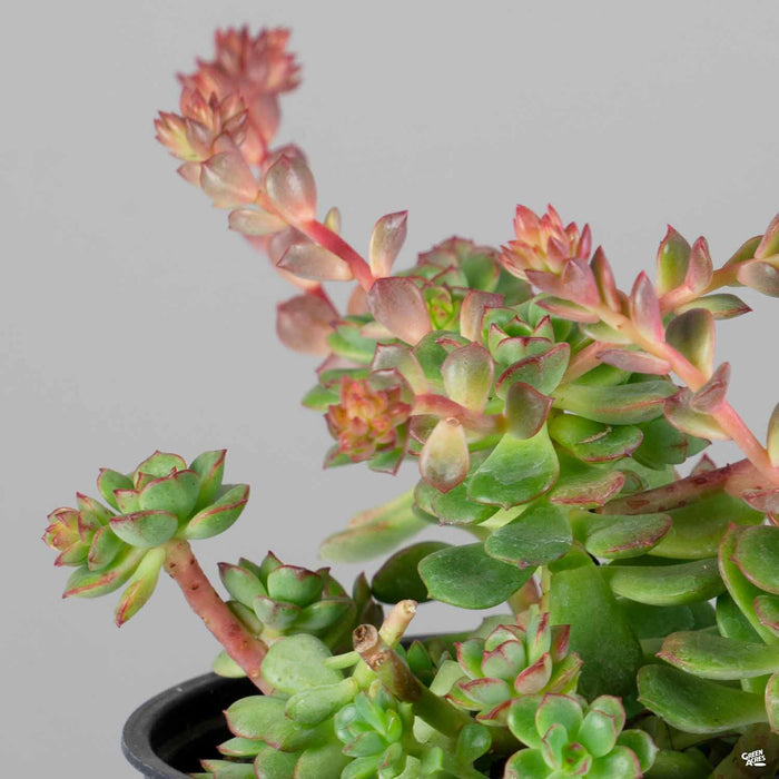 Echeveria 'Multicaulis'
