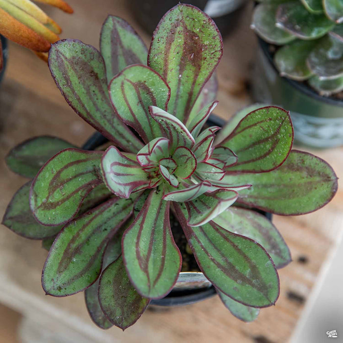 Echeveria 'Nodulosa'