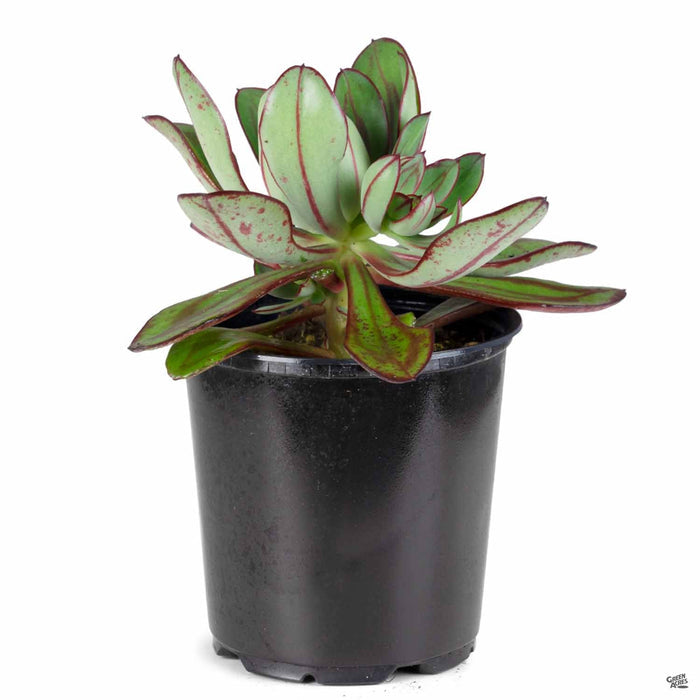 Echeveria 'Nodulosa' 4 inch