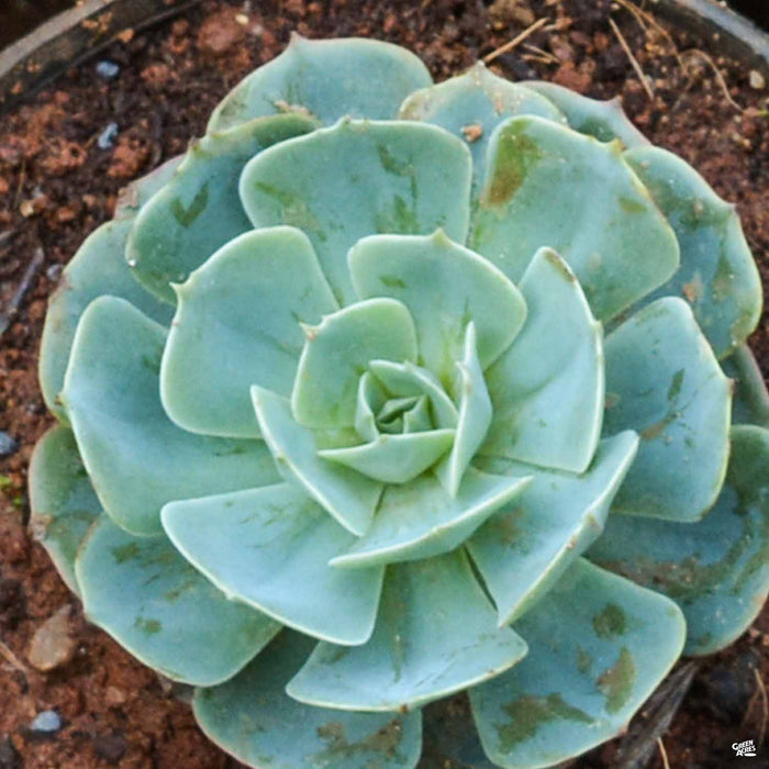 Echeveria 'Parva'