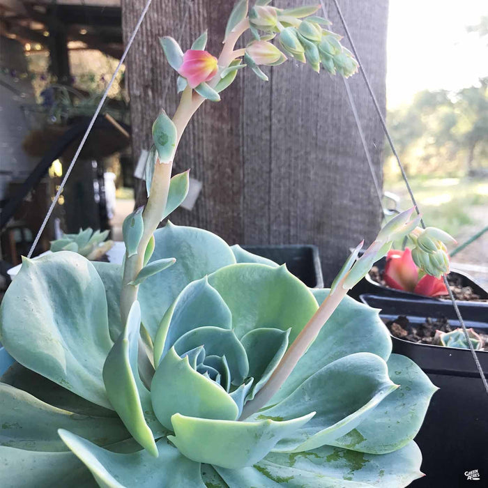 Echeveria 'Parva'