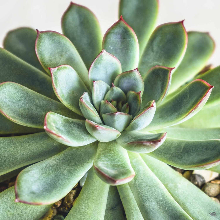 Echeveria 'Pelusida'