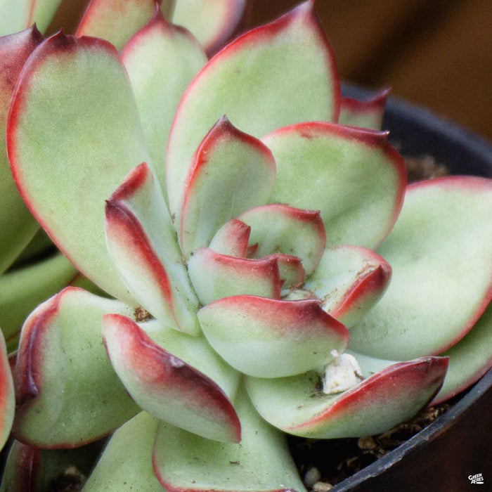 Echeveria agavoides 'Red Tip'