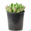 Echeveria agavoides 'Red Tip' 4 inch