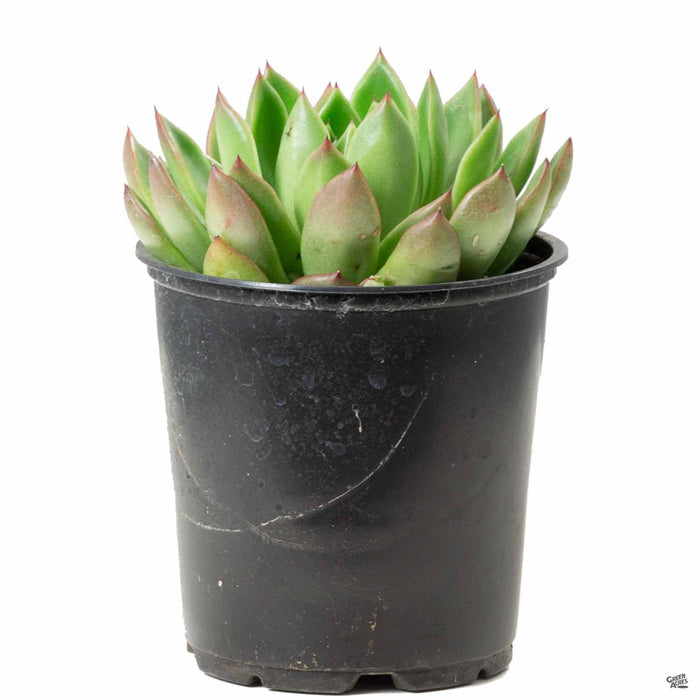 Echeveria agavoides 'Red Tip' 4 inch