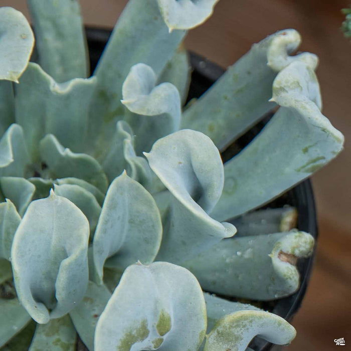Echeveria 'Topsy Turvy'