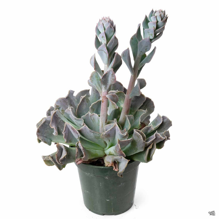 Echeveria 'Topsy Turvy' 4 inch