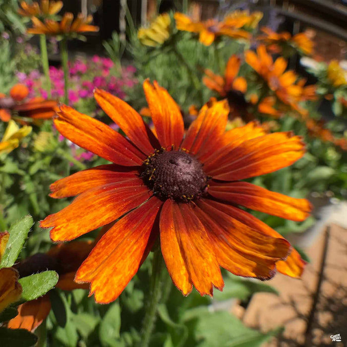 Echibeckia