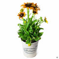 Echibeckia 1 gallon