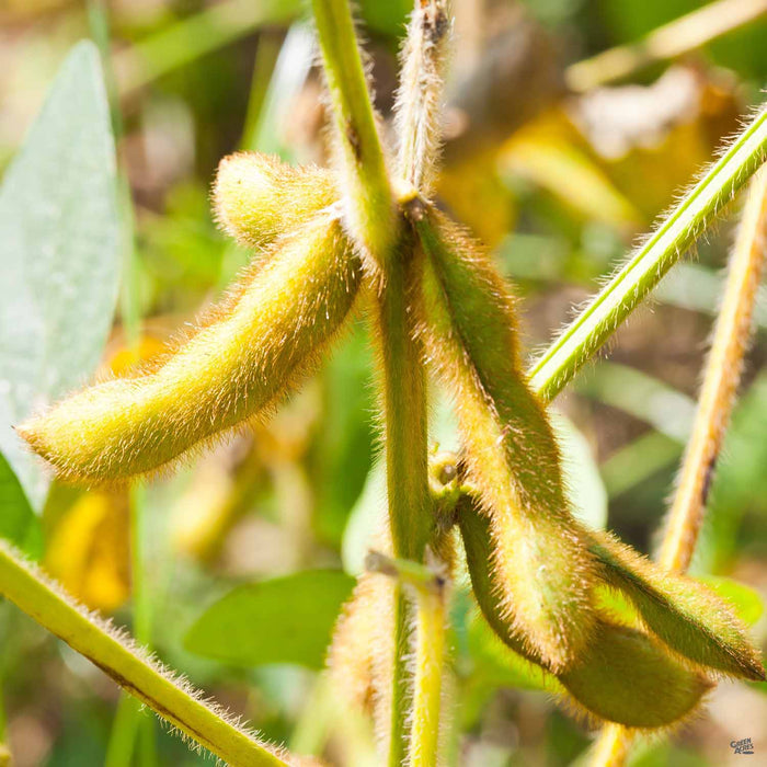 Soybeans