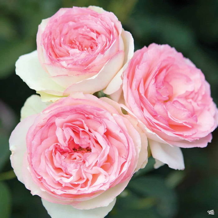 'Eden' Climbing Rose