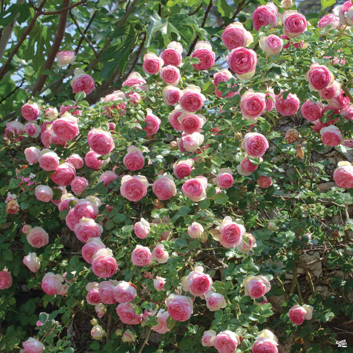 'Eden' Climbing Rose