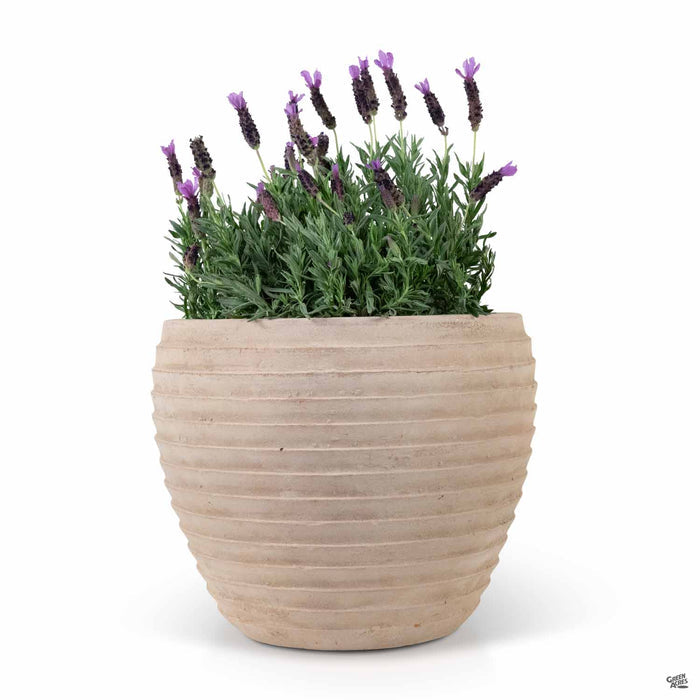 Elei Antique Terracotta Planter