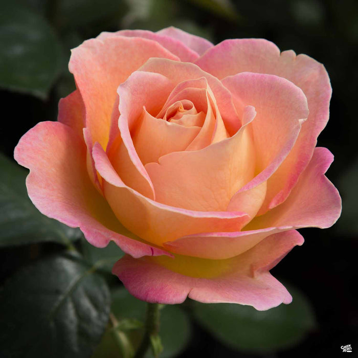 'Elle' Hybrid Tea Rose