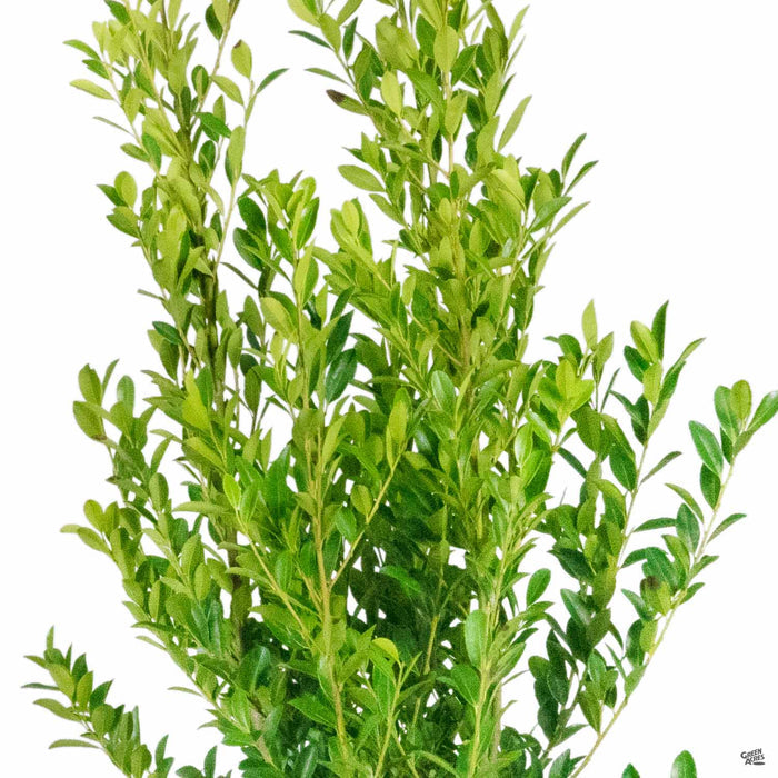 Emerald Colonnade Holly