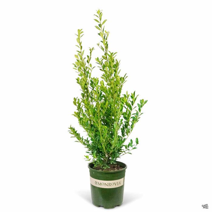 Emerald Colonnade Holly 2 gallon Monrovia