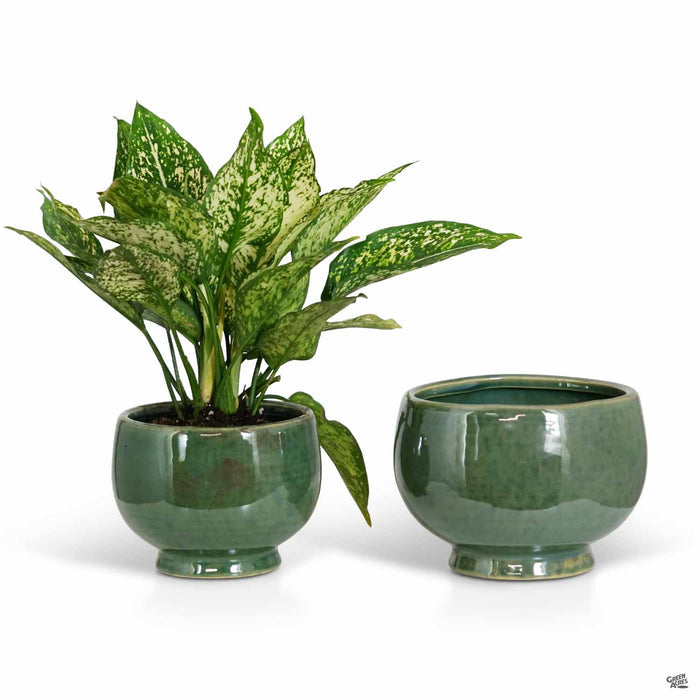Empress Footed Bowl Jade group with plant