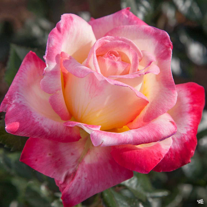 Enchanted Peace Hybrid Tea Rose