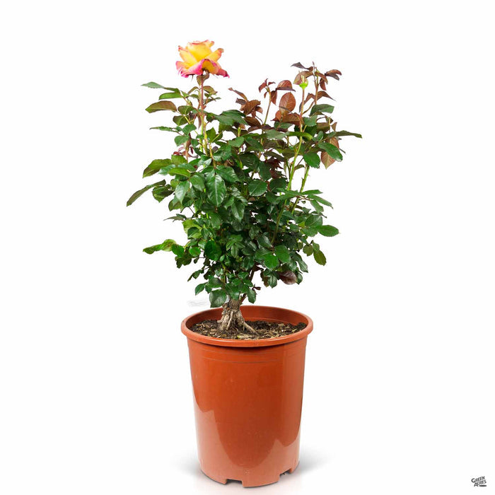 Enchanted Peace Hybrid Tea Rose 5 gallon