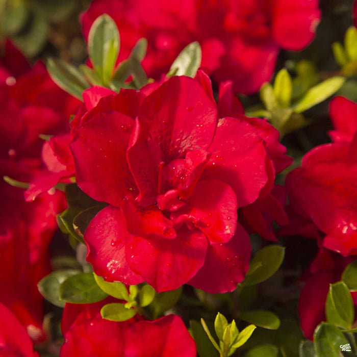 Azalea Encore Series 'Autumn Bonfire'