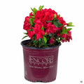 Azalea Encore Series 'Autumn Bonfire' 01T