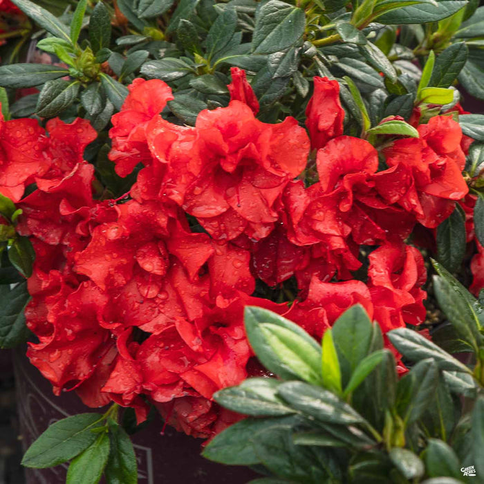 Azalea Encore Series 'Autumn Embers'