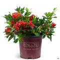 Azalea Encore Series 'Autumn Embers' 01T