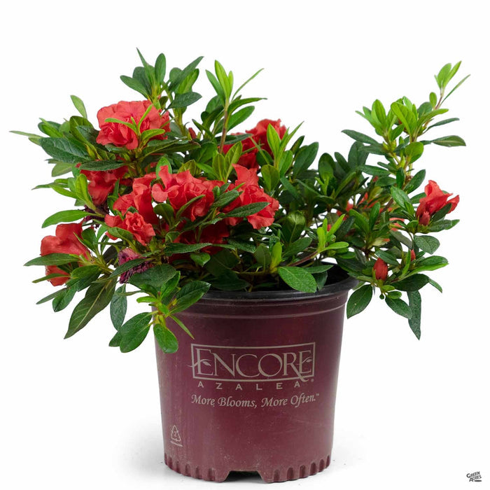 Azalea Encore Series 'Autumn Embers' 01T
