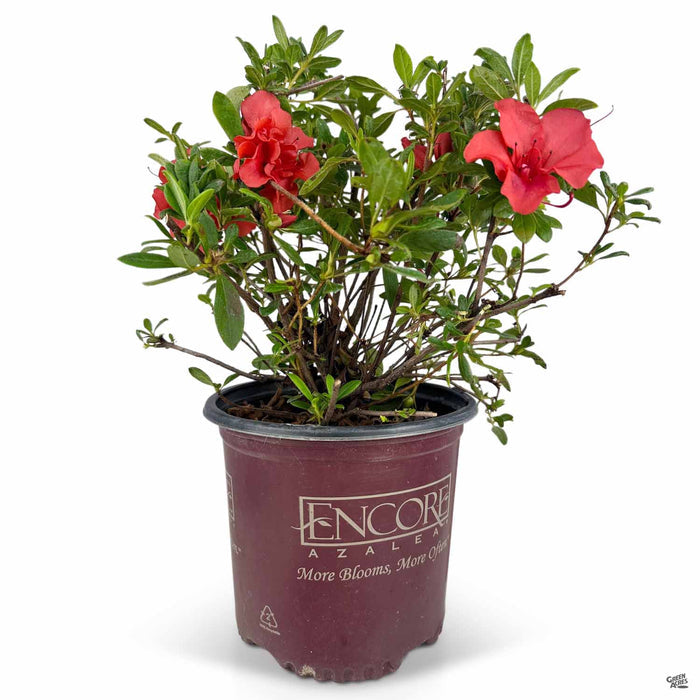 Azalea Encore Series Autumn Embers 02T