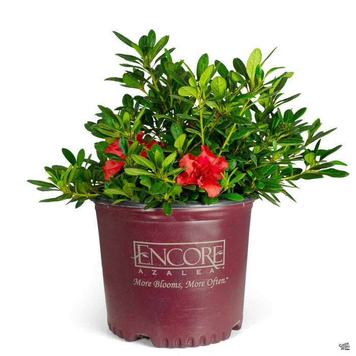 Azalea Encore Series Autumn Embers 03T