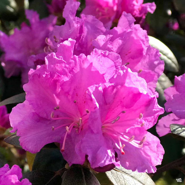 Azalea Encore Series Autumn Majesty