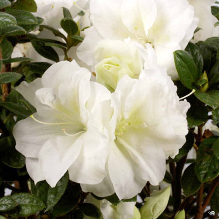 Azalea Encore Series 'Autumn Moonlight'