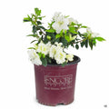 Azalea Encore Series 'Autumn Moonlight' 01T
