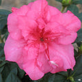 Azalea Encore Series 'Autumn Rouge'