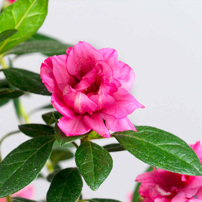 Azalea Encore Series 'Autumn Rouge'
