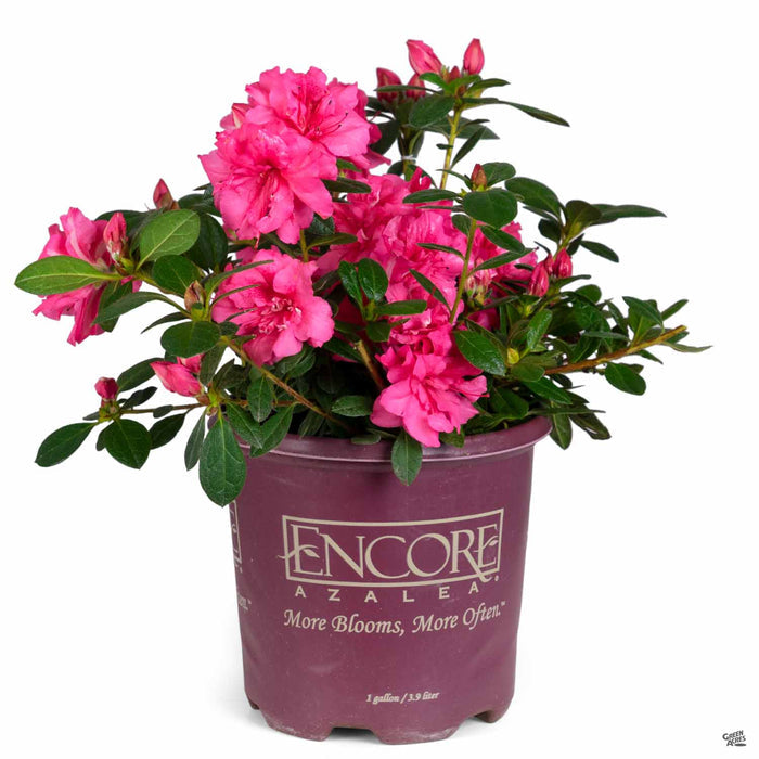 Azalea Encore Series 'Autumn Rouge' 01T