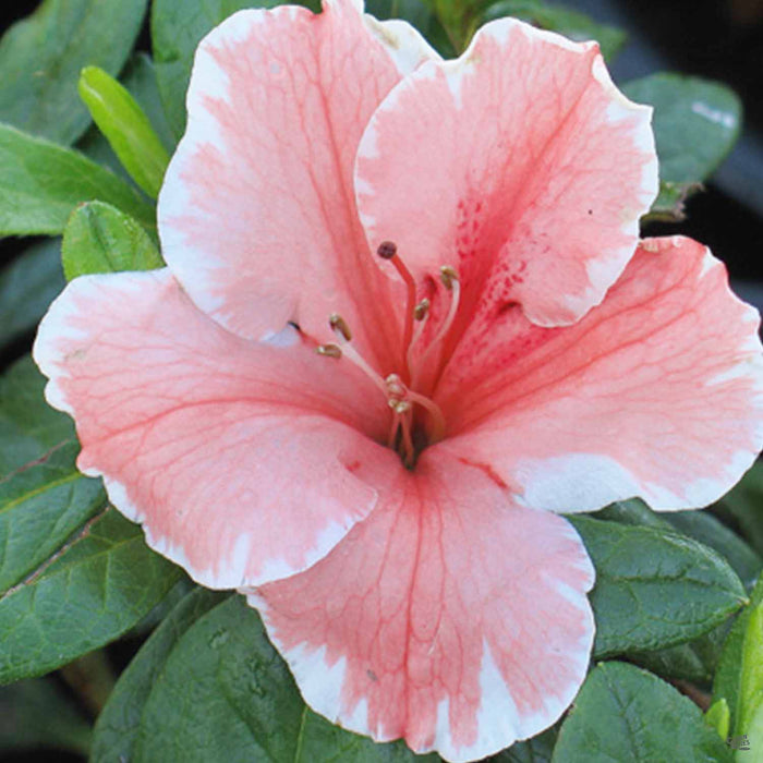 Encore Azalea Autumn Sunburst